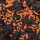 Yuukianura aphoruroides springtails culture