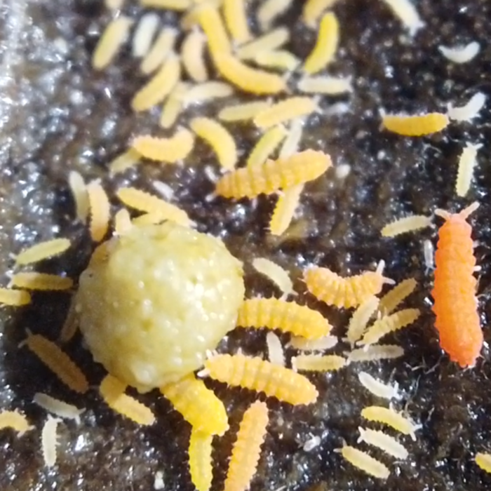 Yuukianura aphoruroides springtails Yuukianura aphoruroides springtails culture