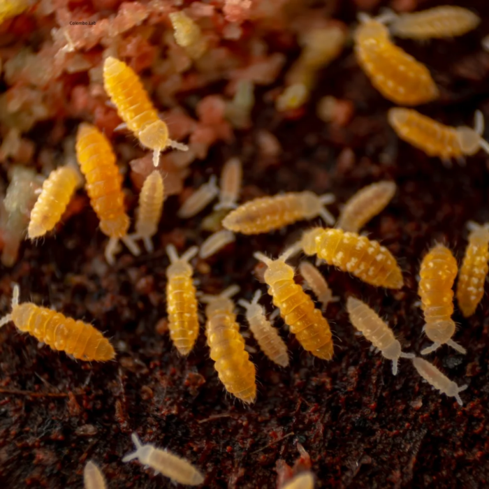 Ceratophycella isabellae 'Yellow Albino' Ceratophysella isabellae Yellow Albino springtails culture