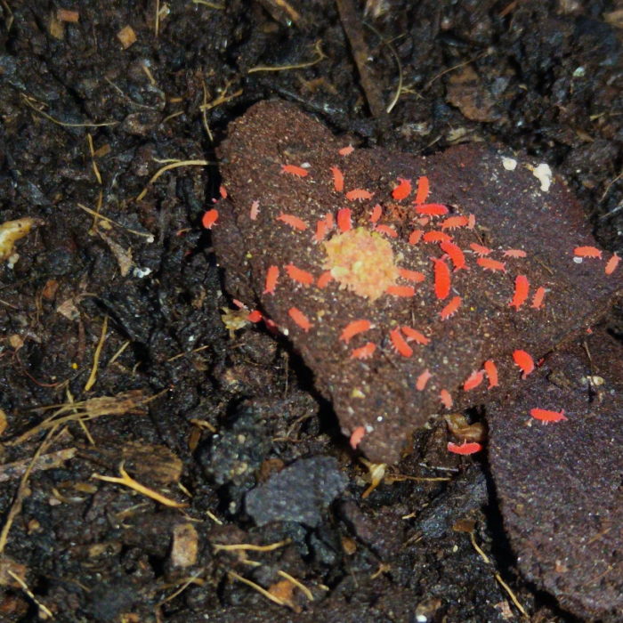 Lobella Thai Red Mountain 1