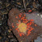 Lobella Thai Red Mountain 2