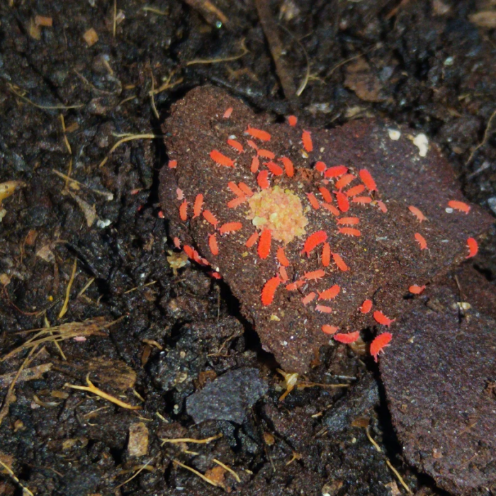 Lobella Thai Red Mountain 3