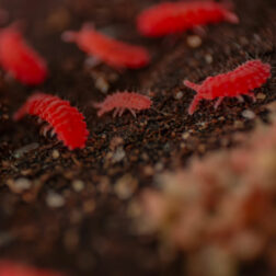 Lobella thai red springtails culture