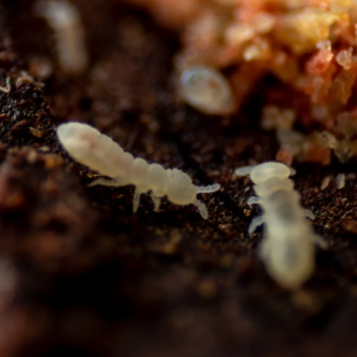 Onychiuridae Snowflakes springtails Onychiuridae Snowflakes springtails culture