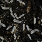 Onychiuridae Snowflakes springtails culture