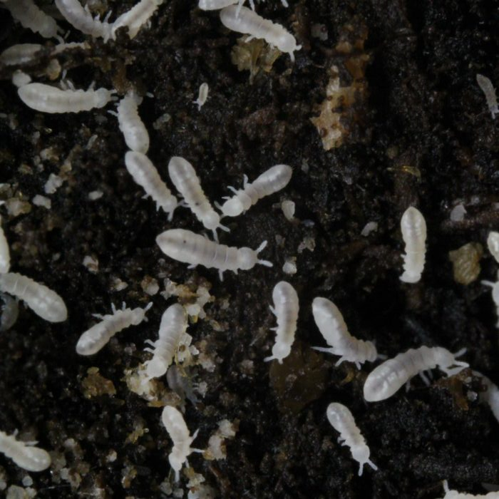 snowflakessnowflake snowflakes