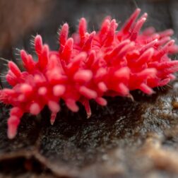 Rambutanura thai red spiky springtails close up