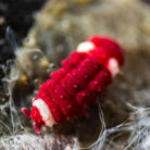Neanuridae Santa Claus-springtail close-up