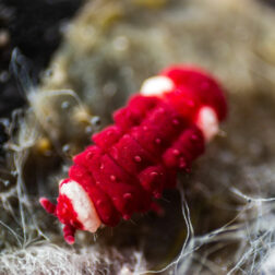 Neanuridae Santa Claus-springtail close-up