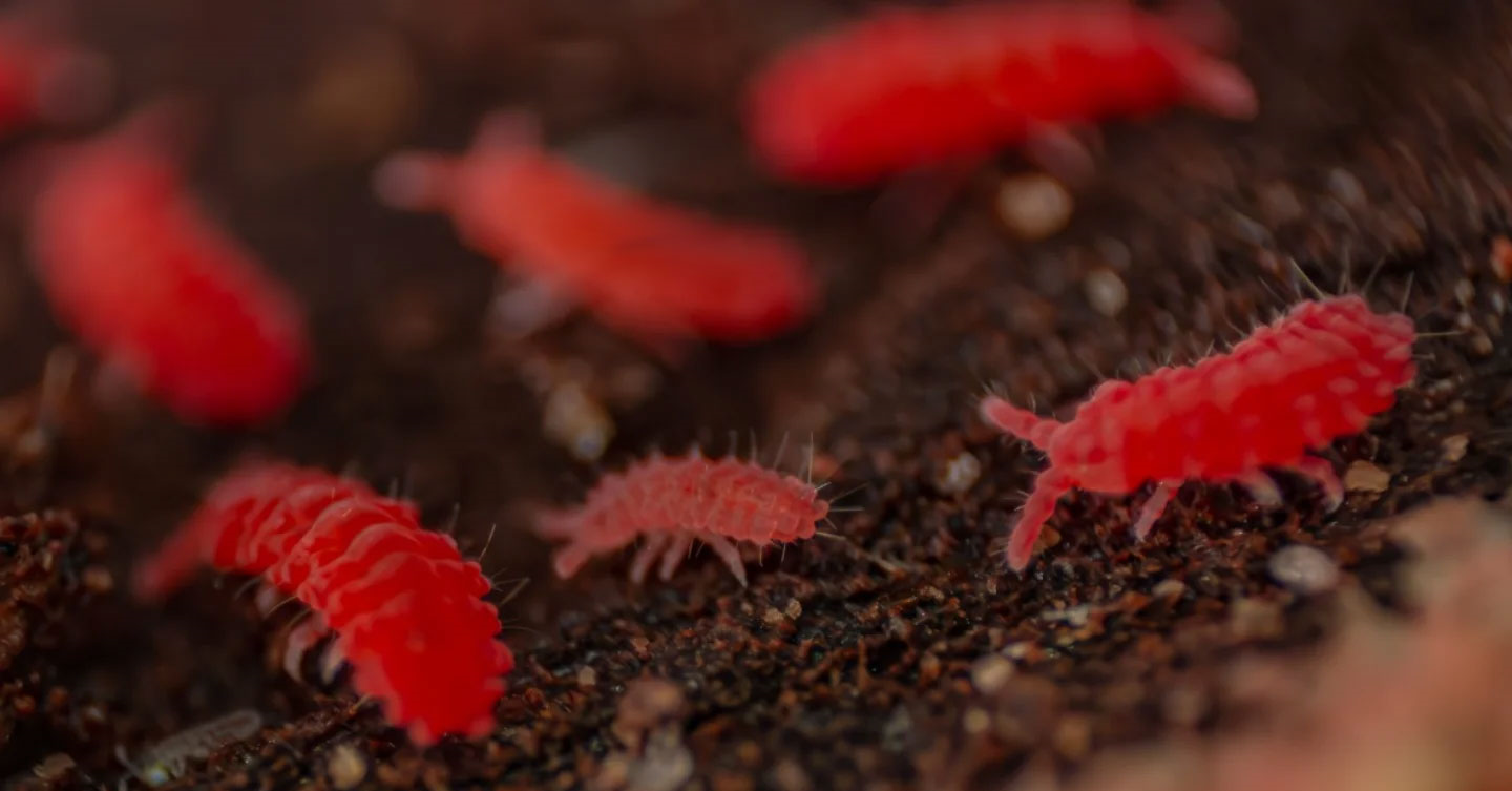 Lobella thai red springtails culture close up