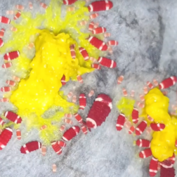 Neanuridae sp Santa Claus red tropical springtail