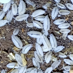 Trichorhina tomentosa dwarf white isopods in bioactive terrarium substrate