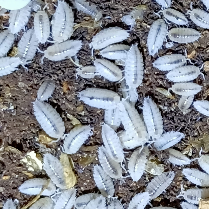 Trichorhina tomentosa – Dwarf White Isopods Trichorhina tomentosa dwarf white isopods in bioactive terrarium substrate