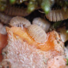 Cristarmadillidium muricatum isopods culture close up