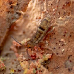 Orchesella cincta in bioactive terrarium substrate temperate springtails Orchesella cincta in bioactive terrarium