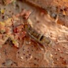Orchesella cincta springtails culture
