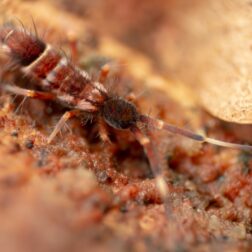 Orchesella flavescens springtails culture