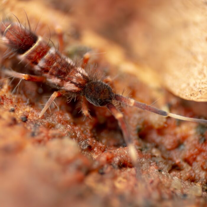 Orchesella flavescens springtails culture