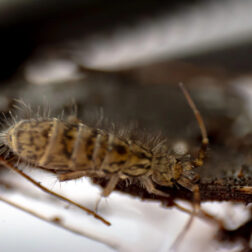 Orchesella villosa springtails culture