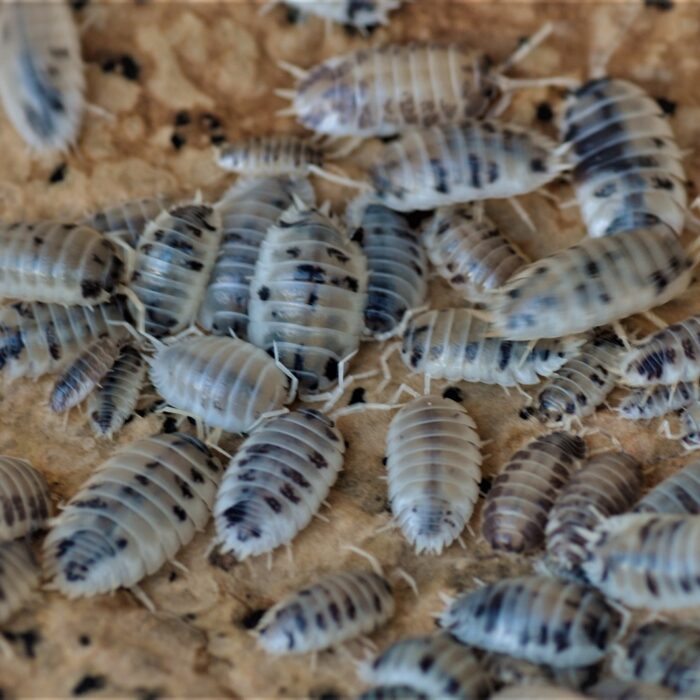 Porcellio laevis Dairy Cow isopods culture