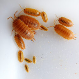 Porcellio laevis Orange isopods culture