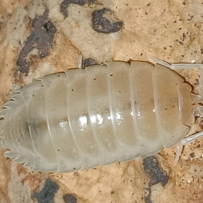Porcellio laevis Whiteout isopods culture