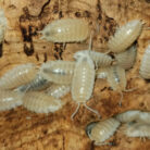Porcellio laevis Whiteout isopods
