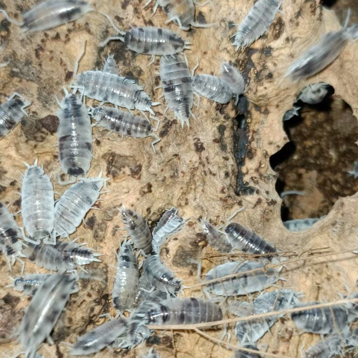 Porcellionides pruinosus Oreo Crumble isopods Porcellionides pruinosus Oreo Crumble isopods culture