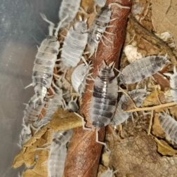 Porcellionides pruinosus Oreo Crumble isopods culture