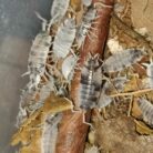 Porcellionides pruinosus Oreo Crumble isopods culture