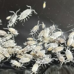 Porcellionides pruinosus Oreo Crumble isopods culture Porcellionides pruinosus Oreo Crumble isopods culture