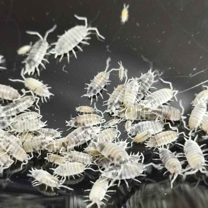 Porcellionides pruinosus Oreo Crumble isopods culture Porcellionides pruinosus Oreo Crumble isopods culture