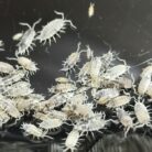 Porcellionides pruinosus Oreo Crumble isopods culture