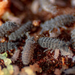 Ceratophysella isabellae Lilac springtails culture