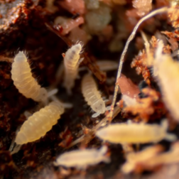 Ceratophysella isabellae Sunflowers pale yellow springtails with visible eyes