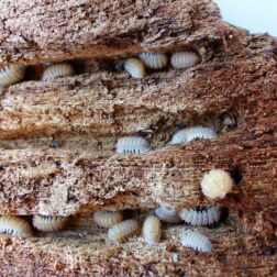 Cristarmadillidium muricatum armored isopods culture