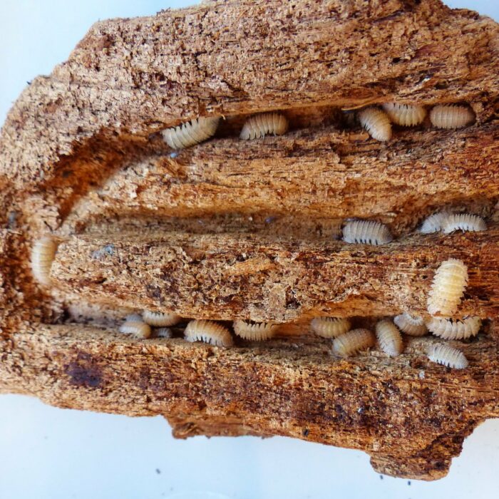 Cristarmadillidium muricatum isopod for bioactive terrarium substrate