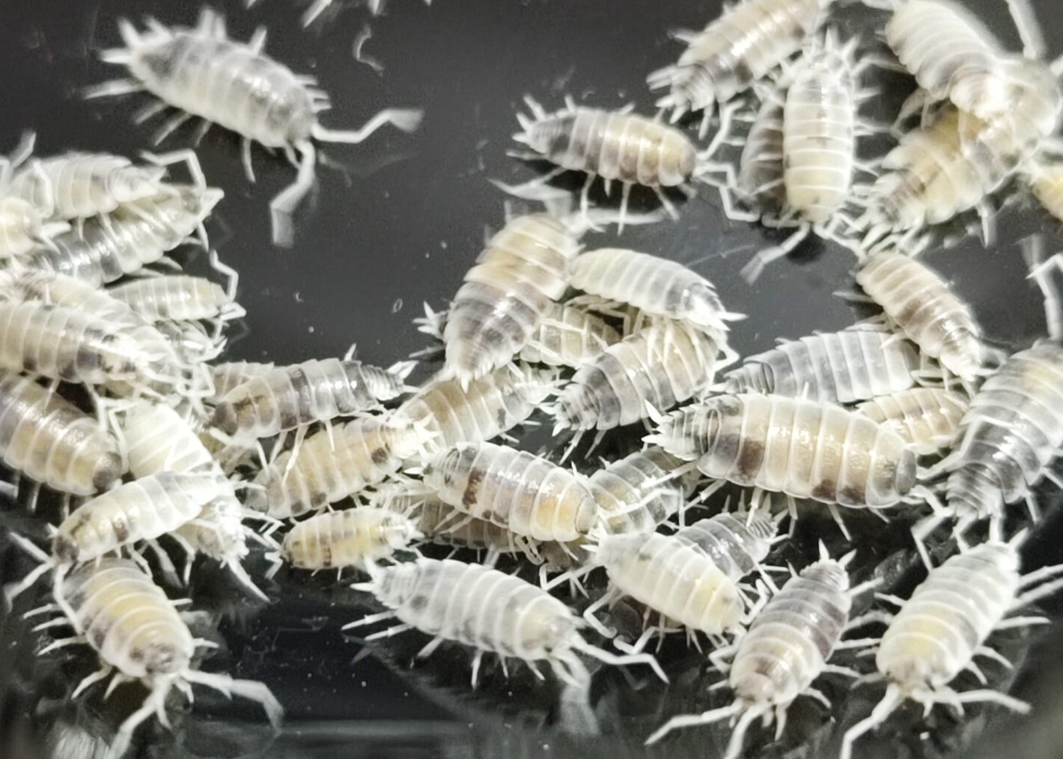 Oreo Crumble isopods Porcellionides pruinosus culture