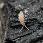 Sinella curviseta macro close up tropical springtail