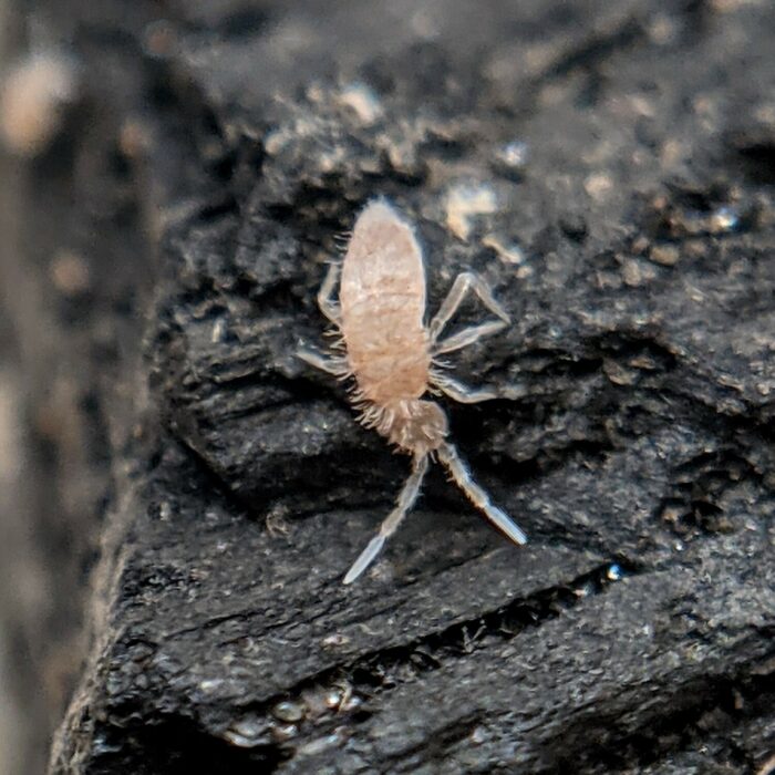 Sinella curviseta macro close up Sinella curviseta macro close up tropical springtail