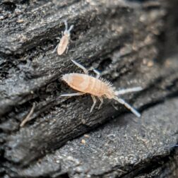Sinella curviseta springtails culture
