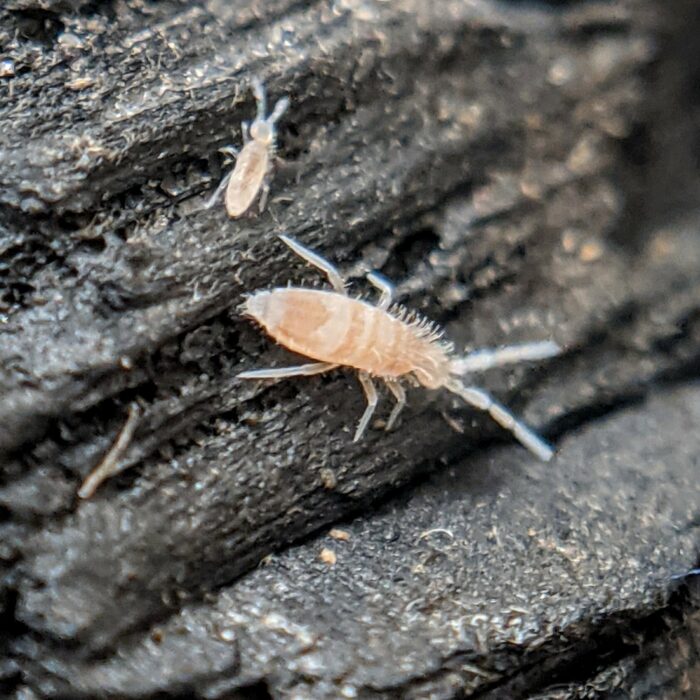 Sinella curviseta springtails Sinella curviseta springtails culture
