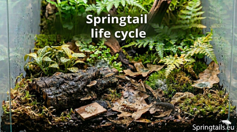 Springtail life cycle