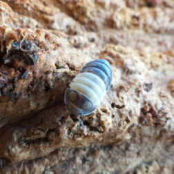 Cubaris Panda King isopods culture