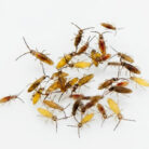 Macro close up of Heteromurus cf major springtails