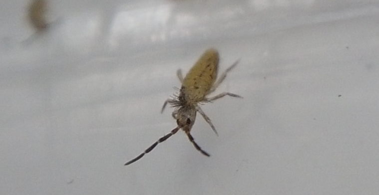 Temperate Springtails – Heteromurus cf. major – Now Available