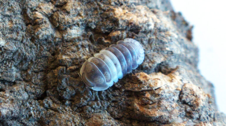 Panda King Isopods – Cubaris sp. Now Available