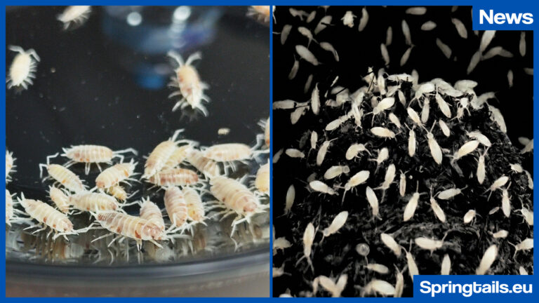 New Isopods and Springtails – Tropical White & Orange Koi Now Available