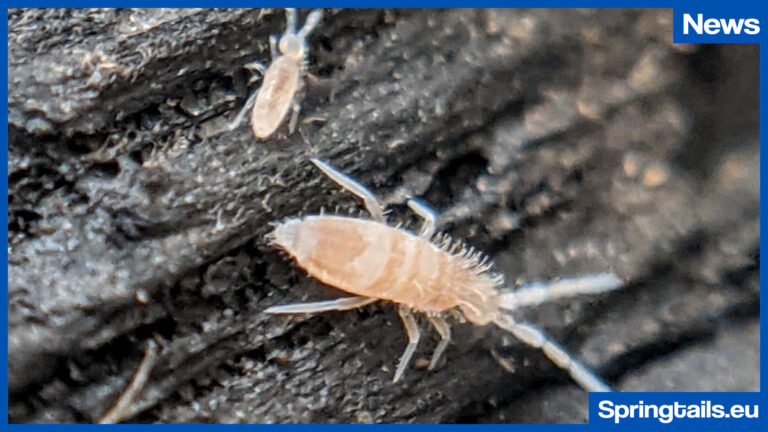 Tropical Springtails – Sinella curviseta Now Available