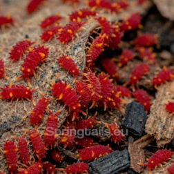 Lobellini Pennywise springtails culture
